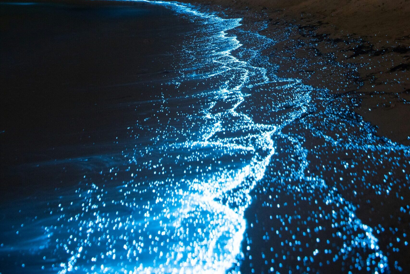 Bioluminiscencia